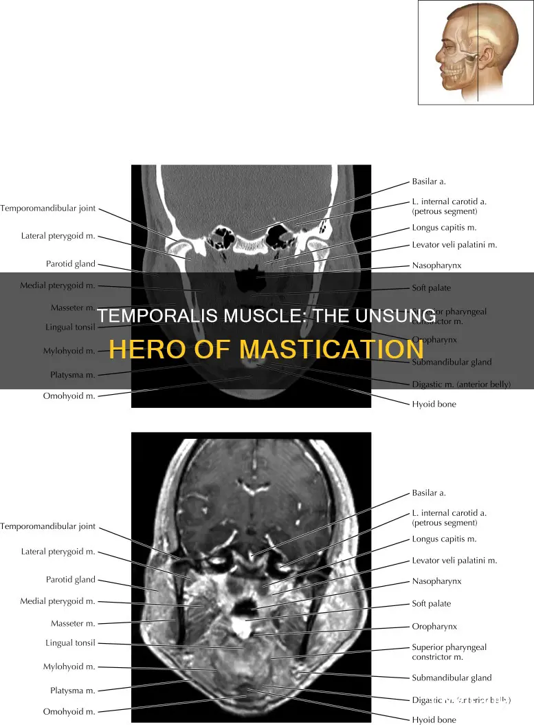 is temporalis muscle of masticatino