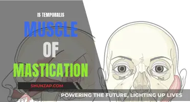 Temporalis Muscle: The Unsung Hero of Mastication