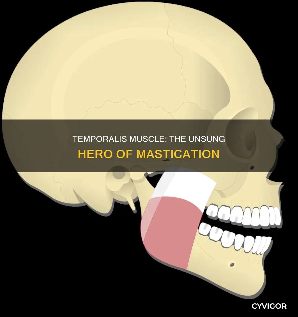 is temporalis muscle of mastication
