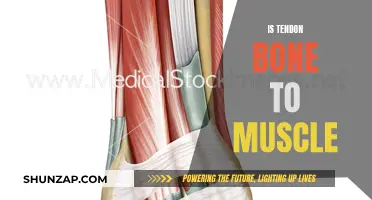 Tendon's Crucial Role: Connecting Bone and Muscle