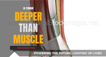 Where Do Muscles and Tendons Lie in the Body?