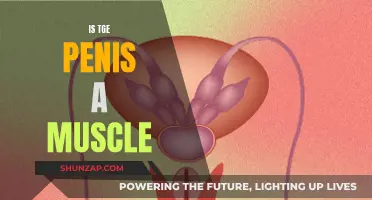 The Penis: Muscle or Not?