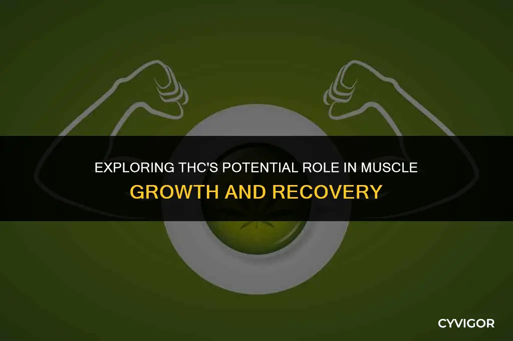 is thc good for muscle growth