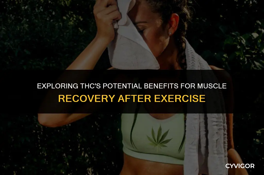 is thc good for muscle recovery