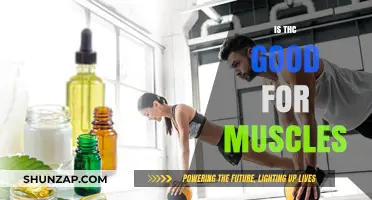 Exploring the Potential Benefits of THC for Muscle Health