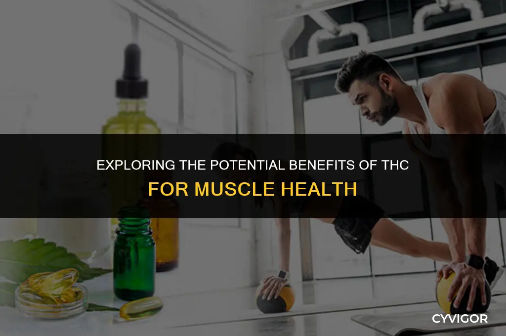 is thc good for muscles