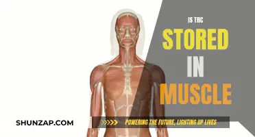 Muscle Memory: THC Storage in Body Tissue