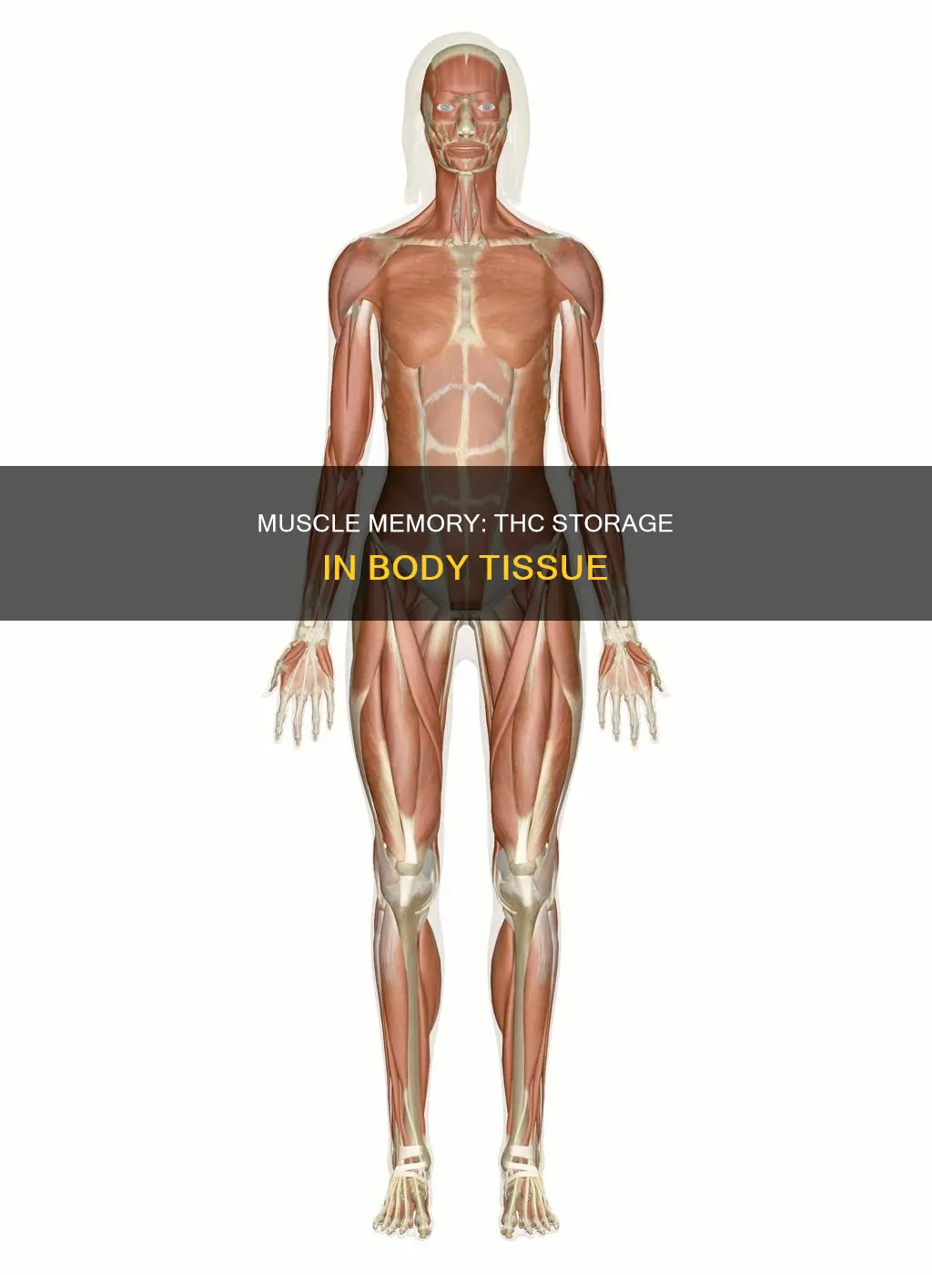 is thc stored in muscle