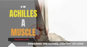 The Achilles: Muscle or Tendon?