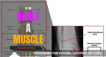 Ankle Anatomy: Is the Ankle a Muscle?