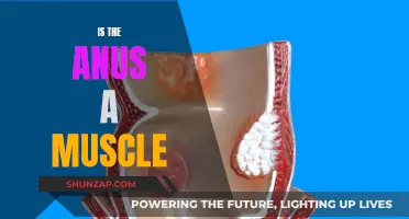 The Anus: A Muscle or Not?