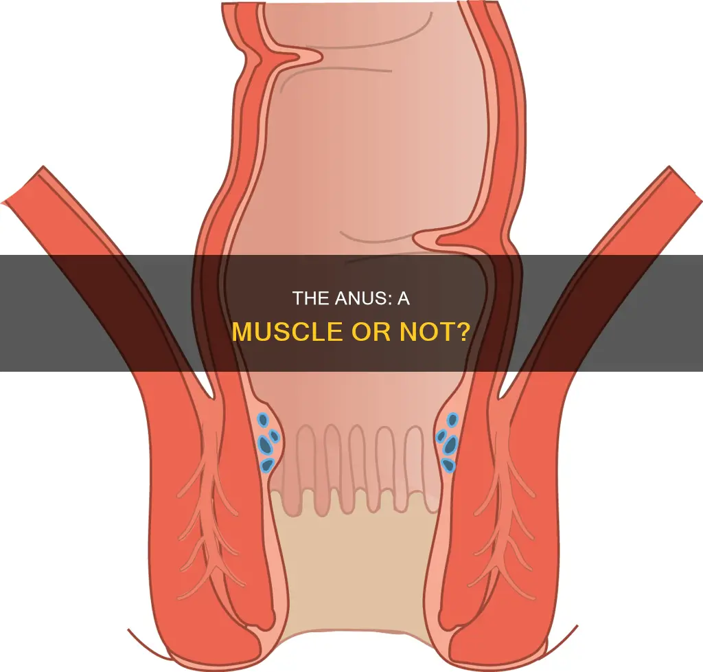 is the anus a muscle