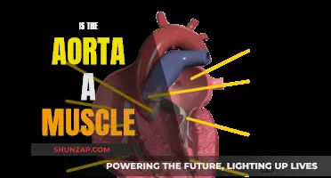 What is the Aorta Made Of?