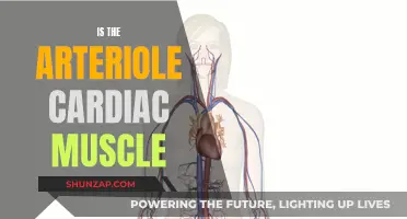 Arteriole Cardiac Muscle: What's the Connection?