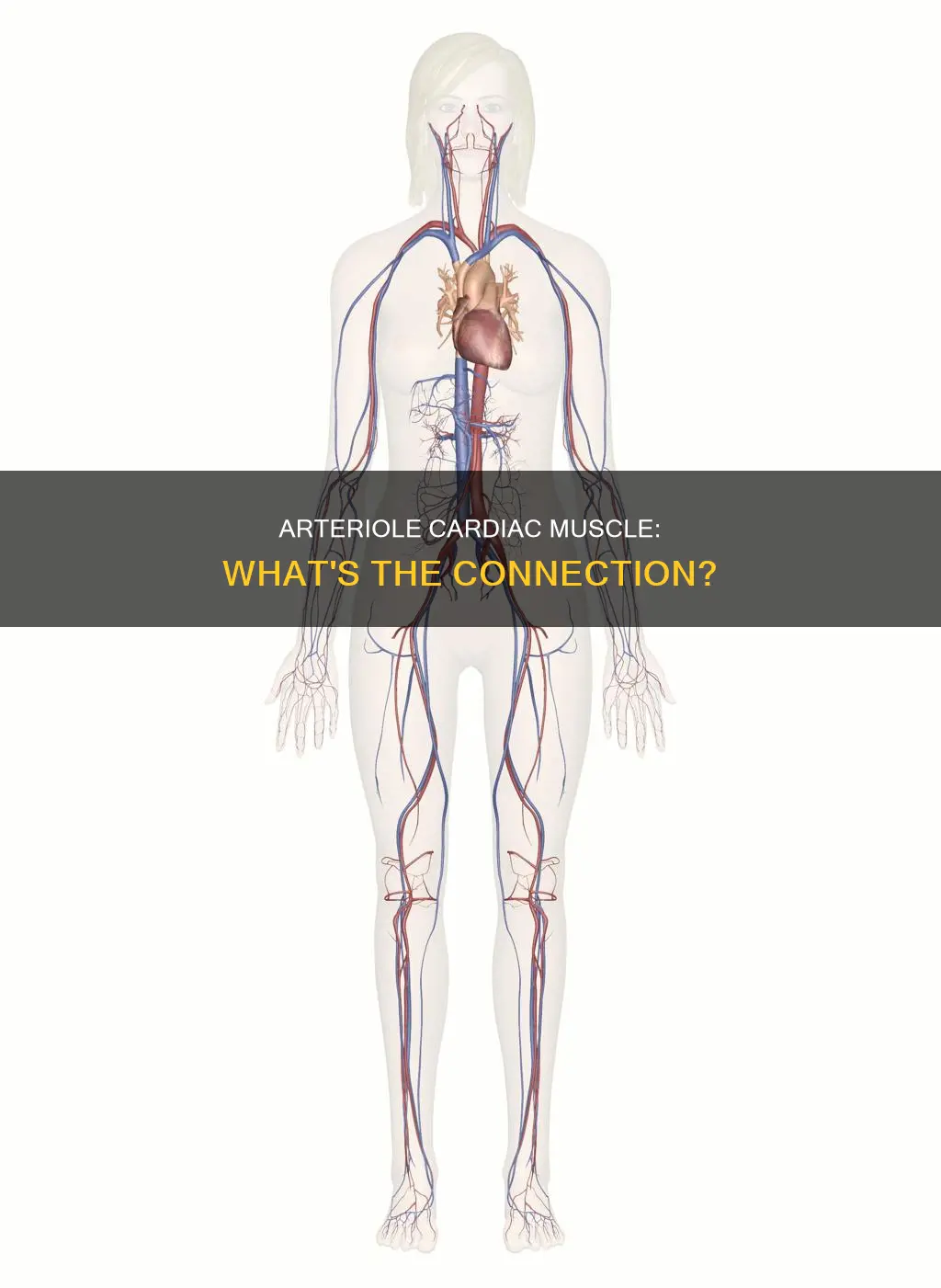 is the arteriole cardiac muscle