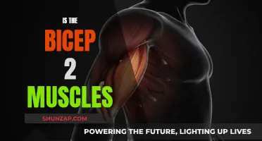 Bicep Muscle Anatomy: Unraveling the Two Heads