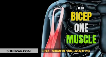 The Bicep Muscle Group: More Than Meets the Eye