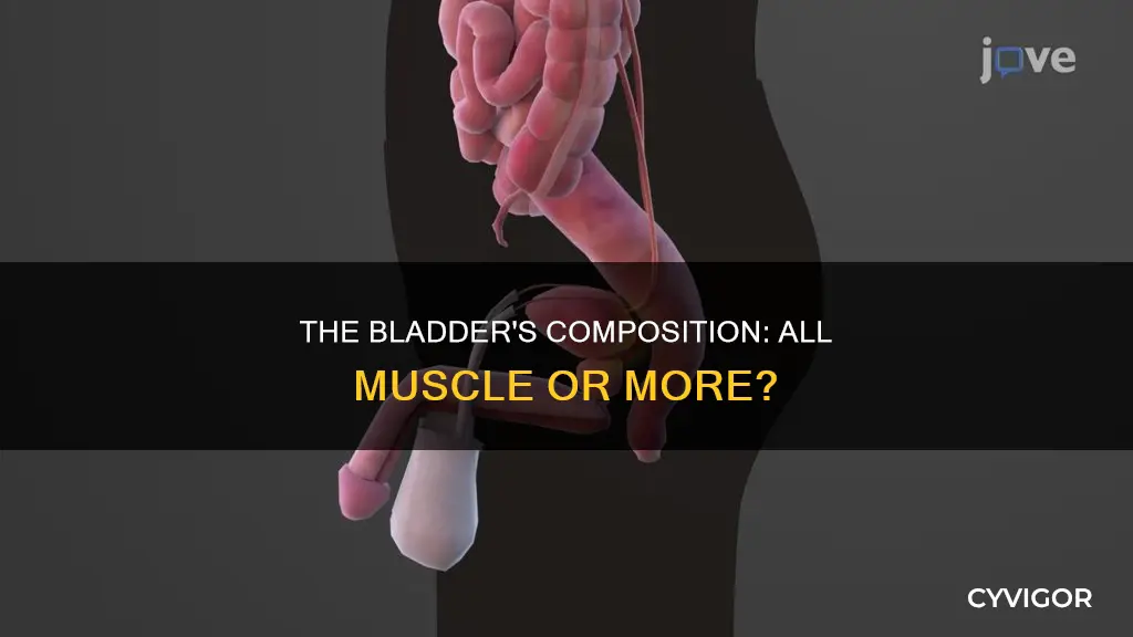 is the bladder all muscle