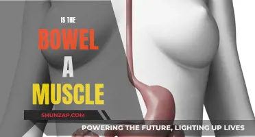 The Bowel's True Nature: Muscle or Not?