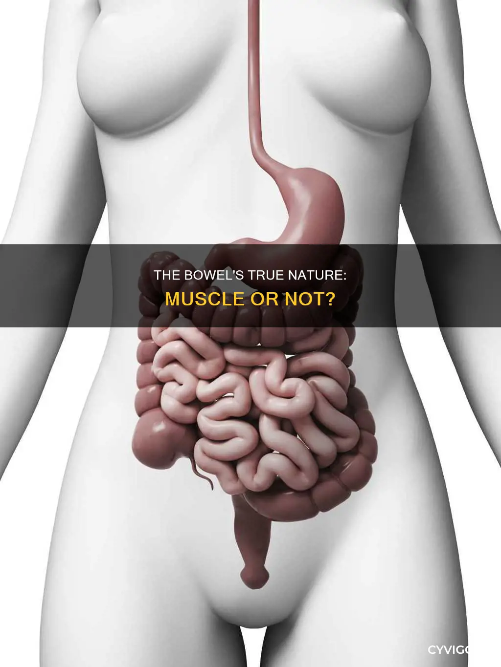 is the bowel a muscle