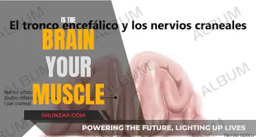 Brain vs Muscle: What's the Real Powerhouse?