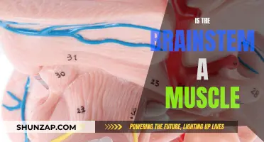 Brainstem and Muscles: What's the Connection?
