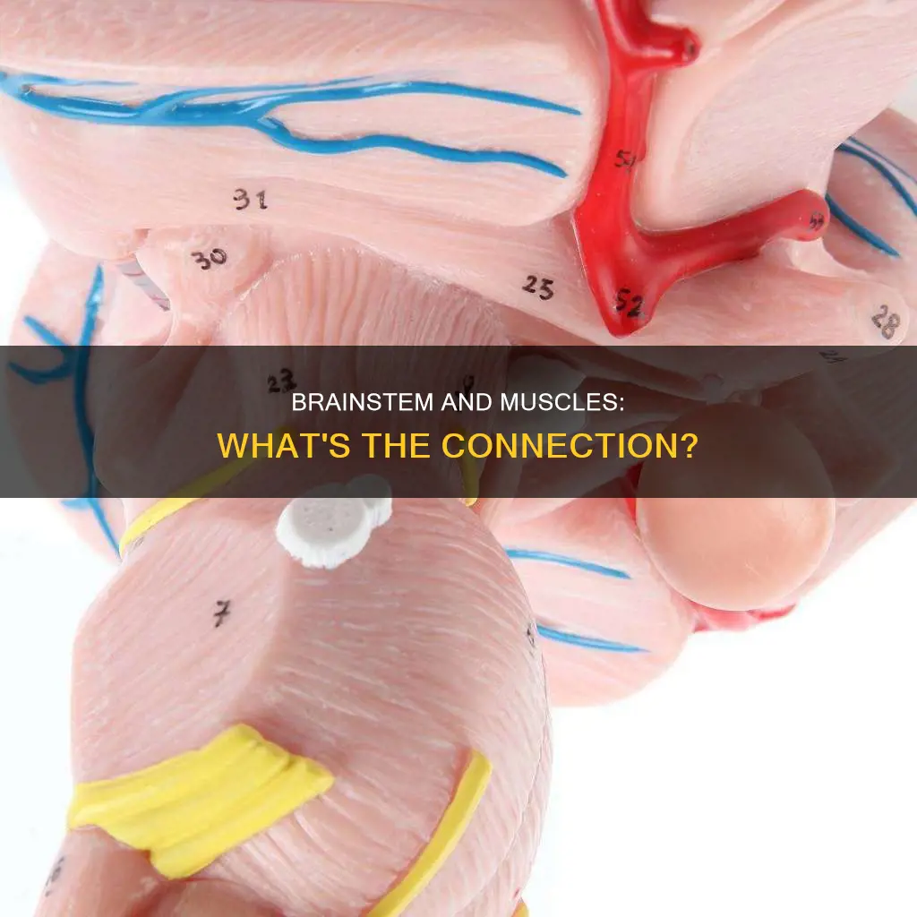 is the brainstem a muscle