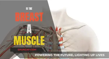 The Breast: Muscle or Something Else?