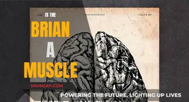 The Brain: Muscle or Not?
