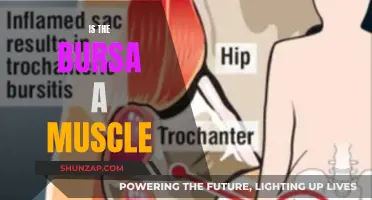 The Bursa: Friend or Foe to Muscle Function?