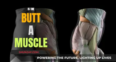 Gluteus Maximus: Is Your Butt Muscle or Fat?