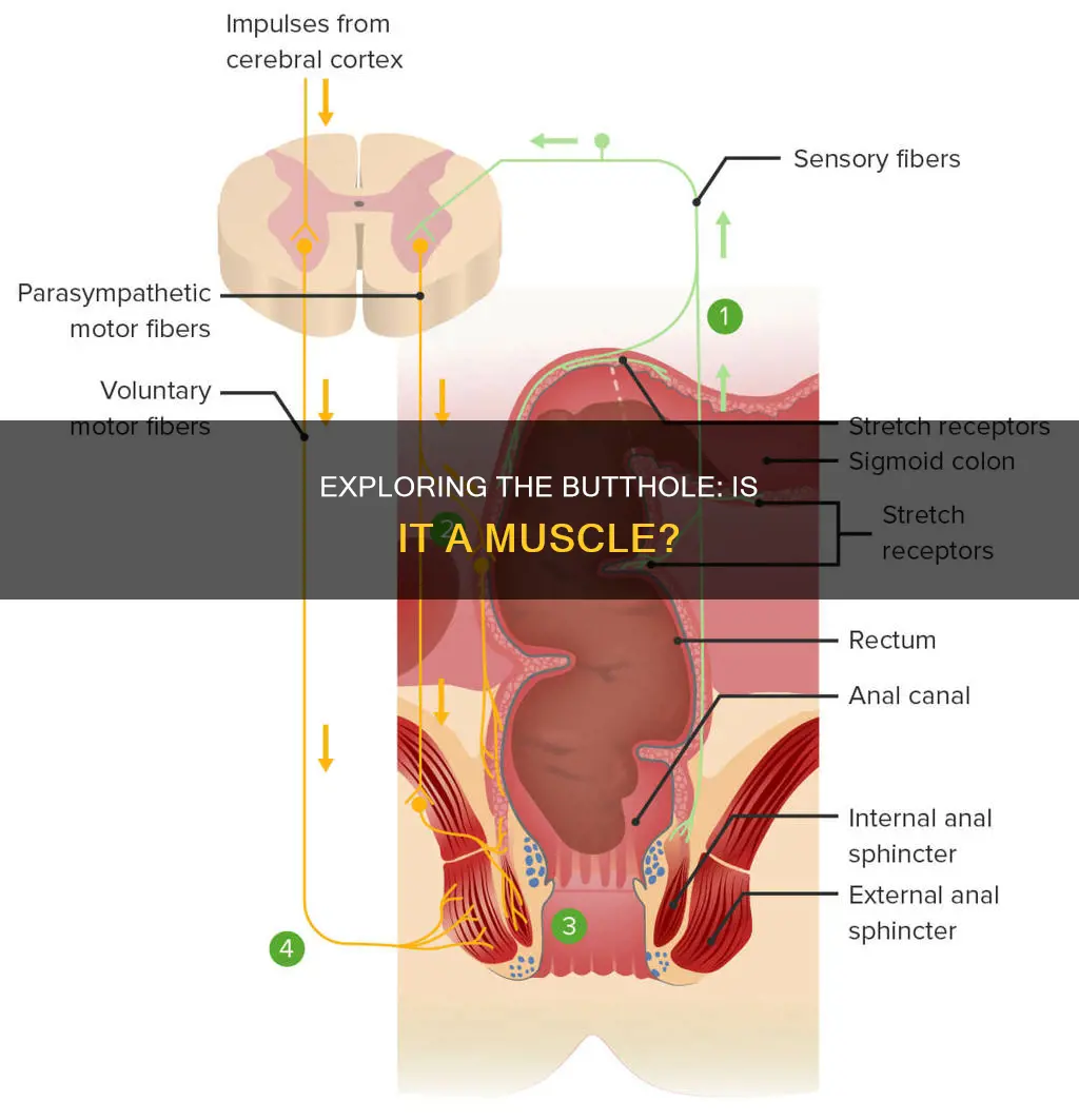 is the butthole a muscle
