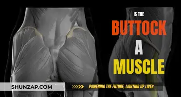 What's in a Buttock? Muscles, Bones, and More