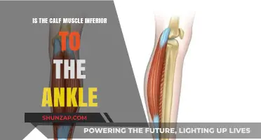 Debunking Myths: The Calf Muscle's Role Compared to the Ankle