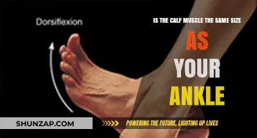 Comparing Calf Muscle and Ankle Size: Facts and Myths