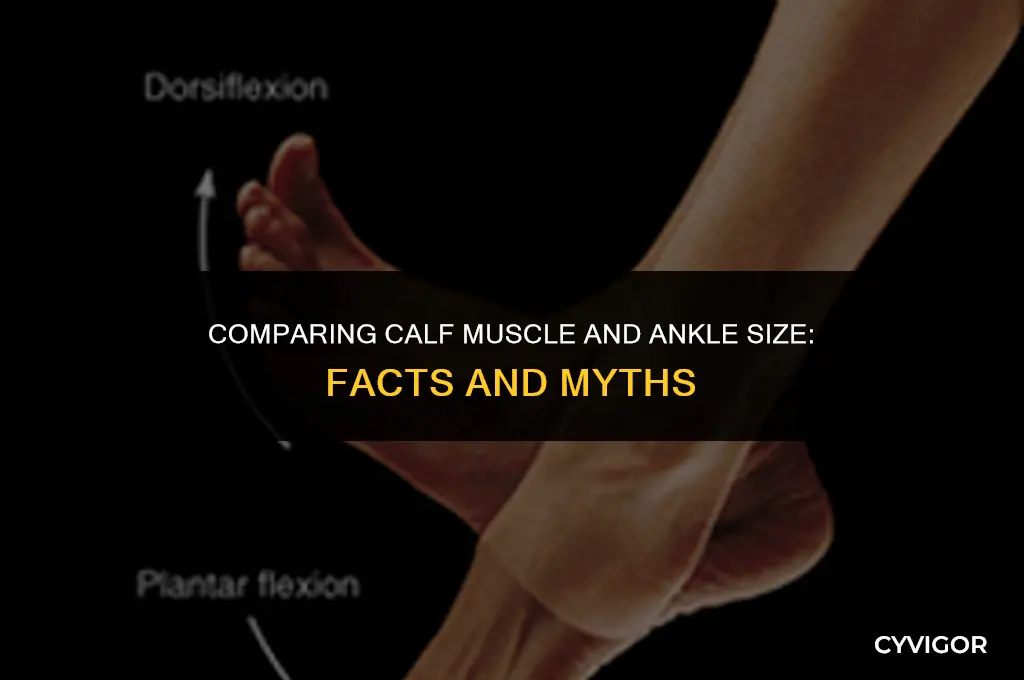 is the calf muscle the same size as your ankle