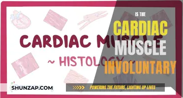 Cardiac Muscle Contractions: Unconscious, Voluntary, or Both?