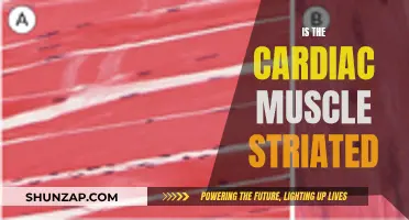 Striated Cardiac Muscle: What You Need to Know