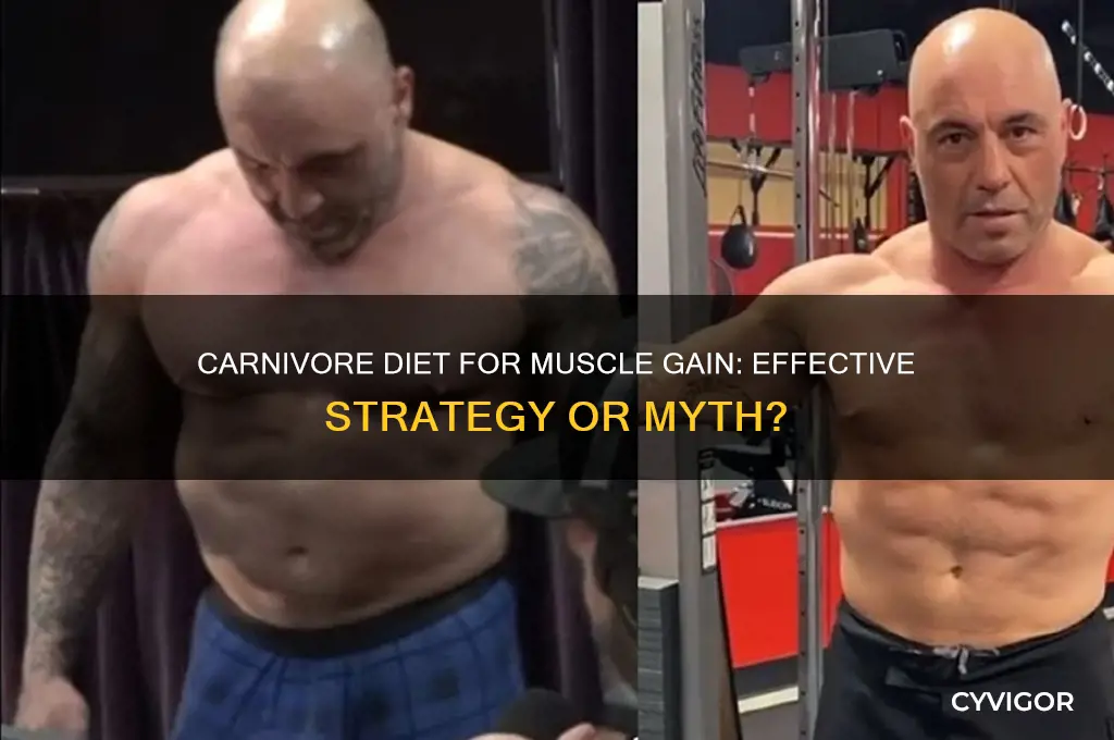 is the carnivore diet good for gaining muscle