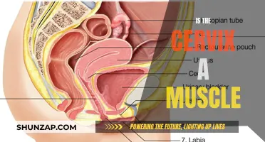 The Cervix: Muscle or Not?