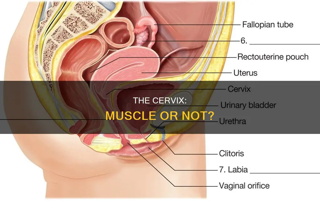 is the cervix a muscle