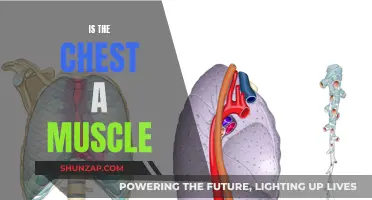 The Chest: Muscle or More?