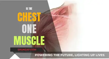The Chest: A Complex Web of Muscles and Tendons