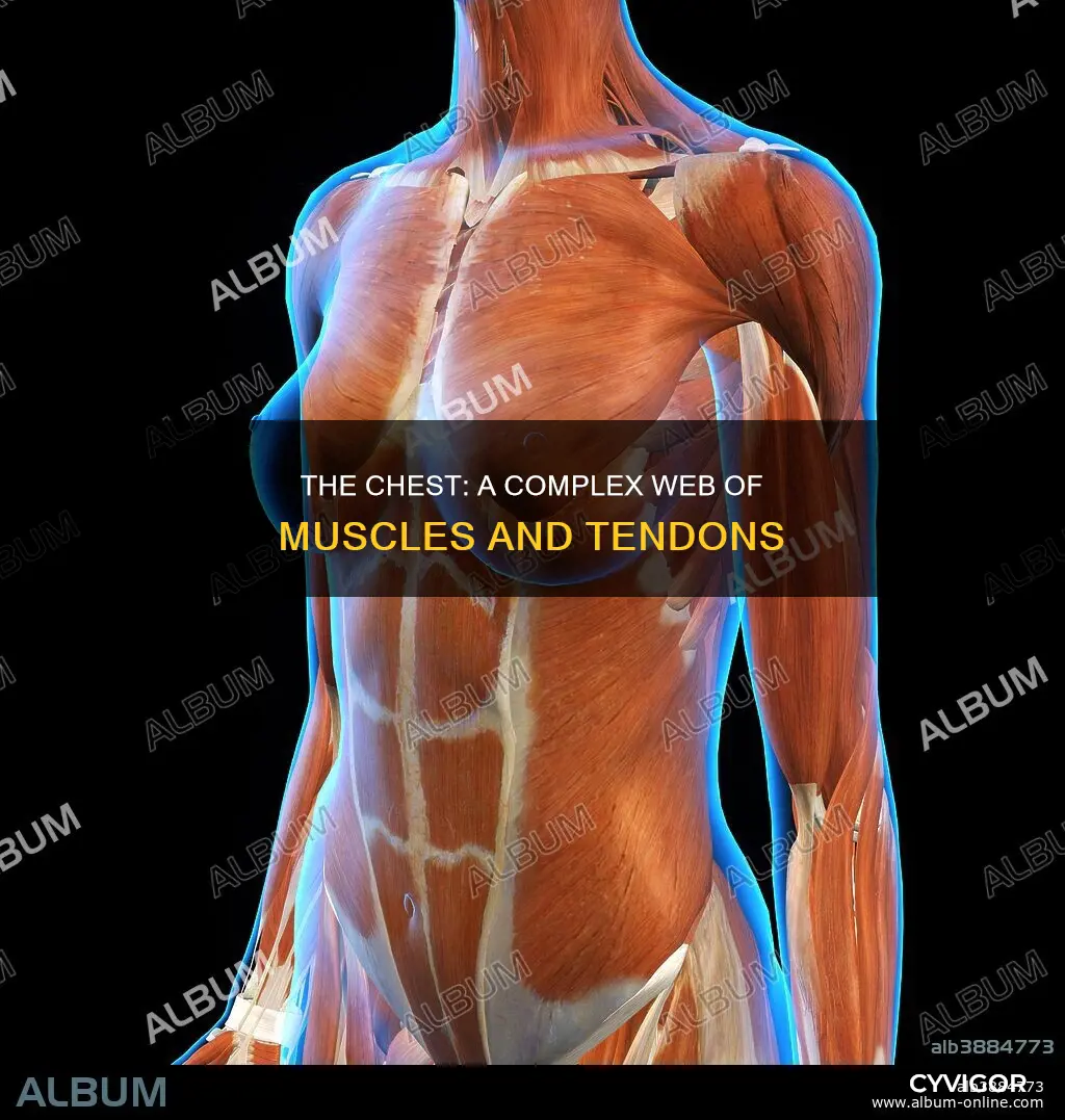 is the chest one muscle