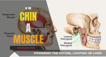 The Truth About Chins: Muscle or Bone Structure?