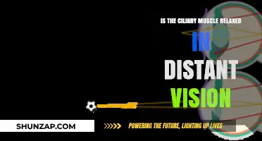 Ciliary Muscle Relaxation in Distant Vision: Understanding Eye Focus Dynamics