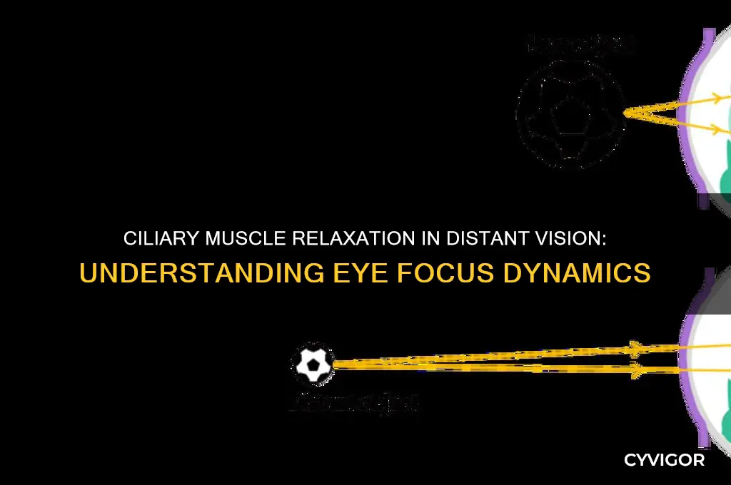 is the ciliary muscle relaxed in distant vision