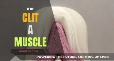 The Clitoris: Muscle or Mystique?
