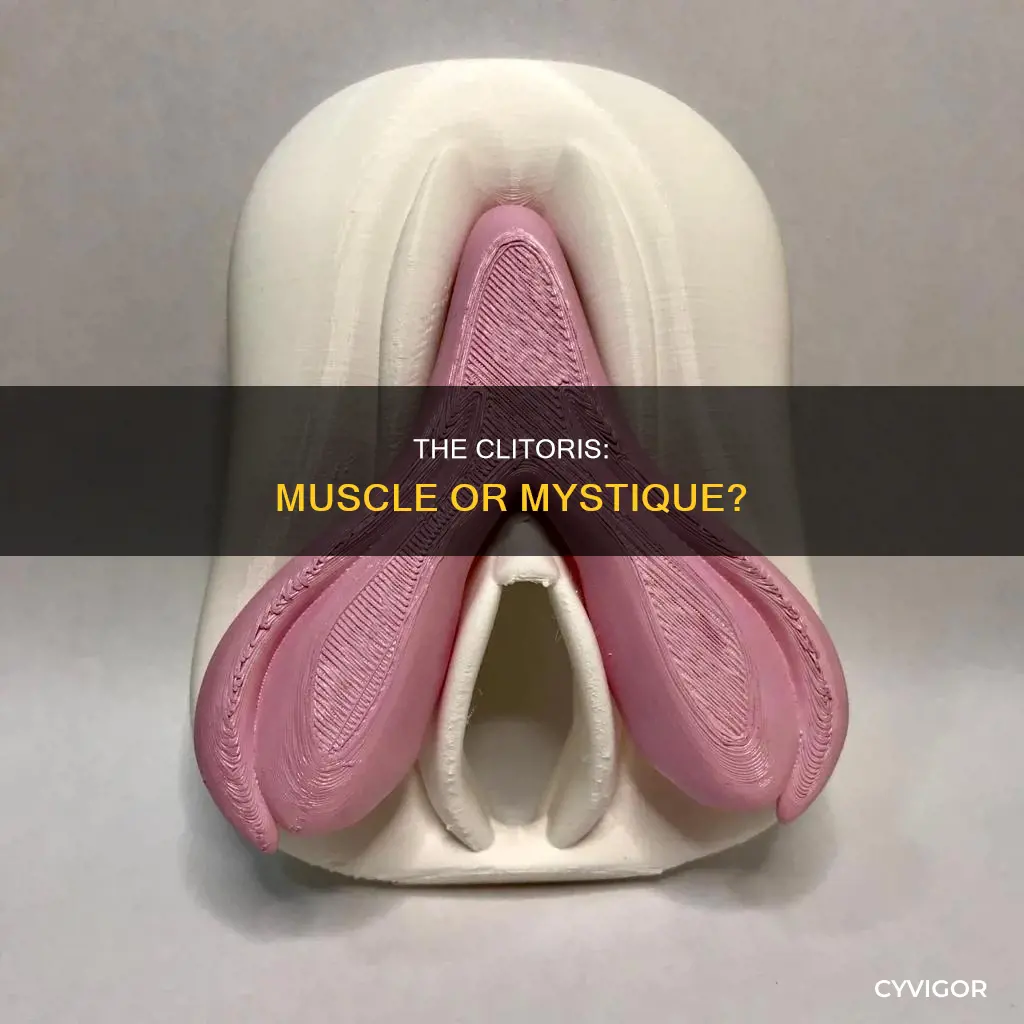 is the clit a muscle
