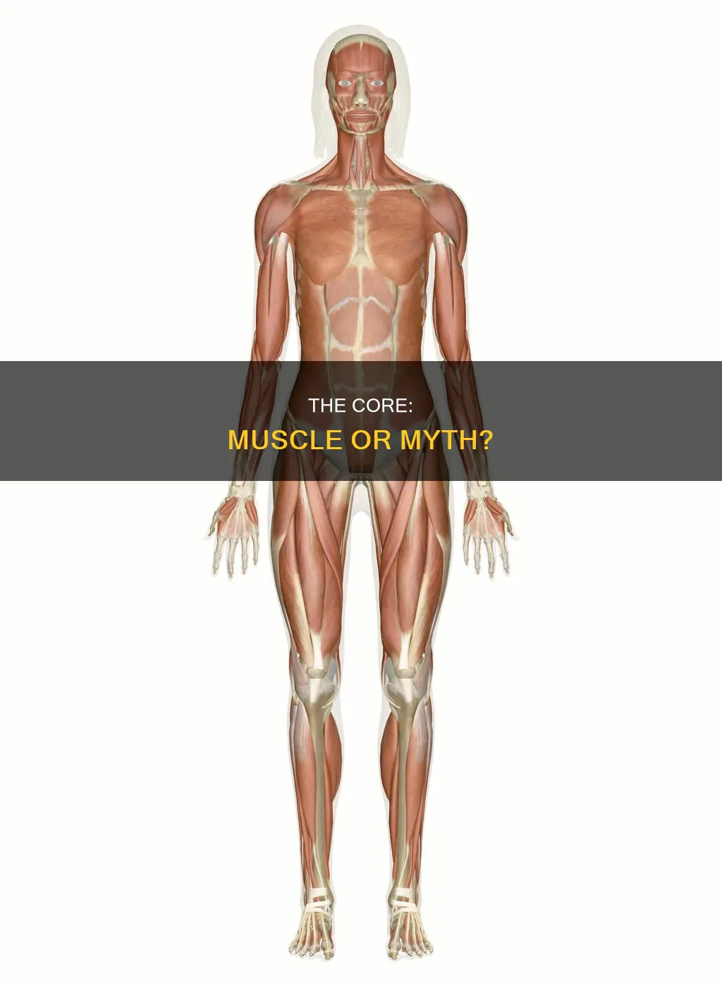 is the core a muscle